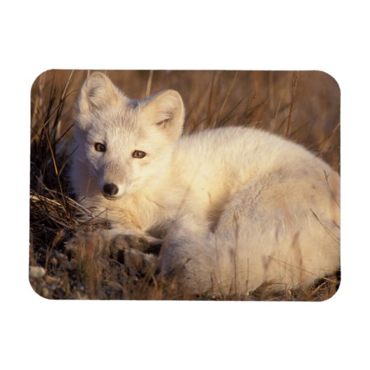 Magnet Flexible renard arctique, Alopex lagopus (Horizontal)