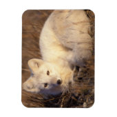 Magnet Flexible renard arctique, Alopex lagopus (Vertical)