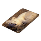 Magnet Flexible renard arctique, Alopex lagopus (Côté Gauche)