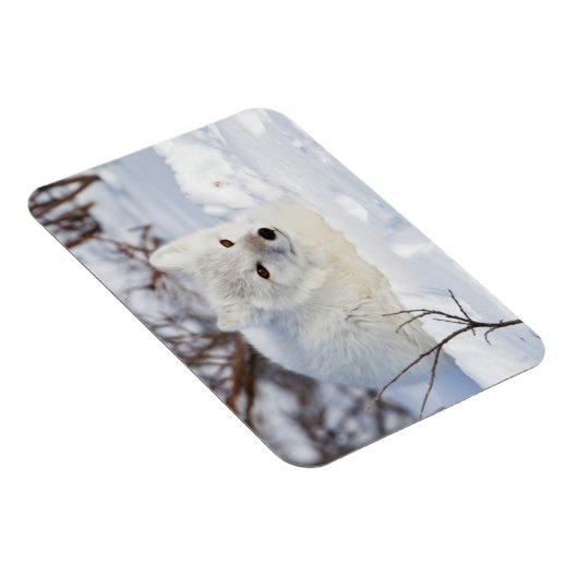 Magnet Flexible Renard arctique en hiver (Côté Droit)