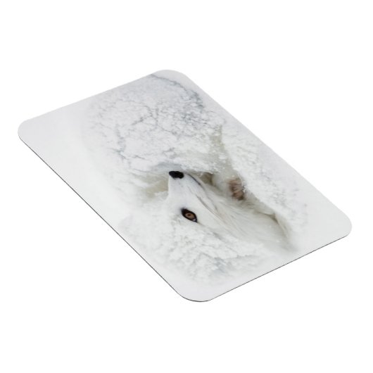 Magnet Flexible Renard arctique recouvert en hiver (Côté Droit)