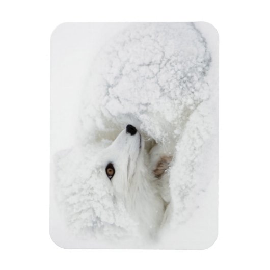 Magnet Flexible Renard arctique recouvert en hiver (Vertical)