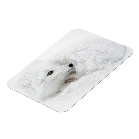 Magnet Flexible Renard arctique recouvert en hiver (Côté Gauche)
