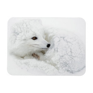 Magnet Flexible Renard arctique recroquevillé en hiver