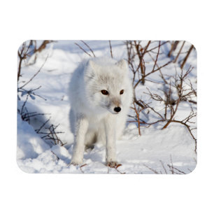Magnet Flexible Renard arctique, zone de gestion de la faune de Ch