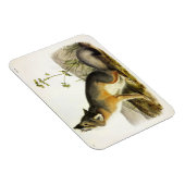 Magnet Flexible Renard rapide (Vulpes Velox) des Quadrupeds d'Audu (Côté Droit)