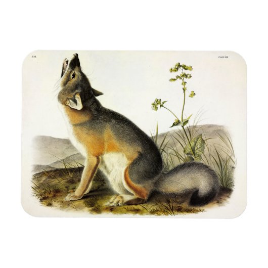 Magnet Flexible Renard rapide (Vulpes Velox) des Quadrupeds d'Audu (Horizontal)