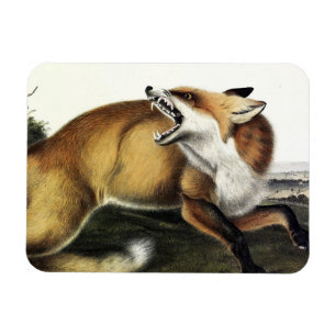 Magnet Flexible Renard rouge américain, Vulpes vulpes fulvus par A