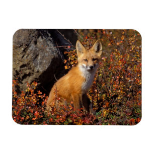 Magnet Flexible renard rouge, Vulpes vulpes, en couleurs automnale