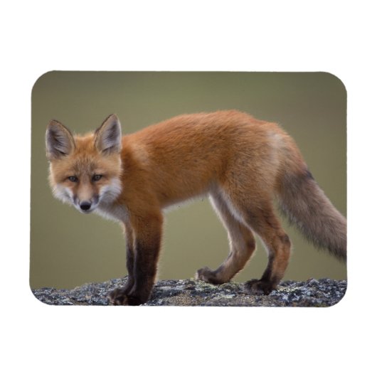 Magnet Flexible renard rouge, Vulpes vulpes, le long du centre nor (Horizontal)