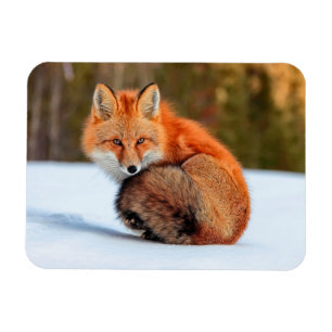 Magnet Flexible Renard roux dans la neige Yukon