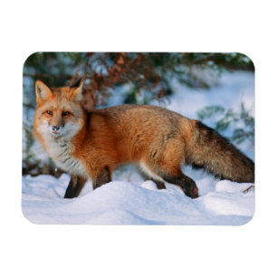 Magnet Flexible Renard roux Neige en hiver, Montana