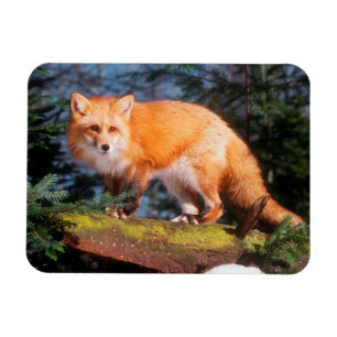 Magnet Flexible Renard roux sur une bûche