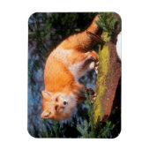 Magnet Flexible Renard roux sur une bûche (Vertical)