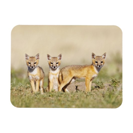 Magnet Flexible Renard roux (Vulpes macrotis) jeune au terrier, 3 (Horizontal)