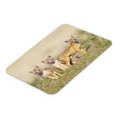 Magnet Flexible Renard roux (Vulpes macrotis) jeune au terrier, 3 (Côté Gauche)
