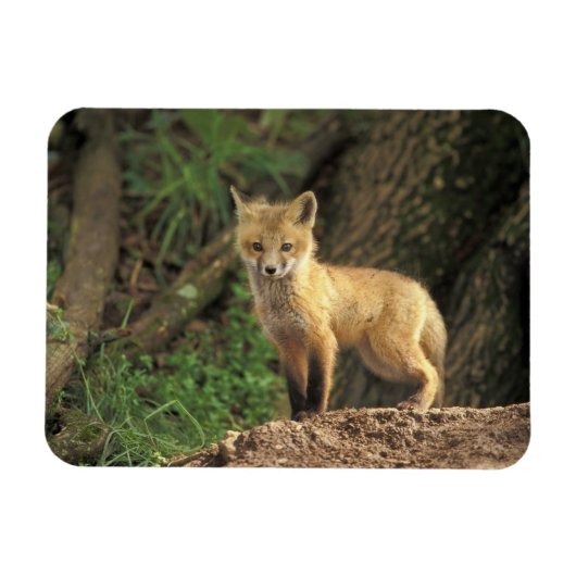 Magnet Flexible Renardeau renard roux devant terrier (Vulpes vulpe (Horizontal)