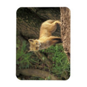 Magnet Flexible Renardeau renard roux devant terrier (Vulpes vulpe (Vertical)