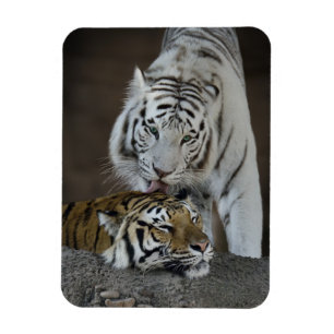 Magnet Flexible Repos blanc et Brown de tigres