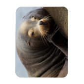 Magnet Flexible Repos de Lion de la mer de Californie (Vertical)