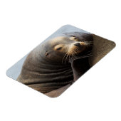 Magnet Flexible Repos de Lion de la mer de Californie (Côté Gauche)