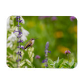 Magnet Flexible Repos des colibris (Horizontal)