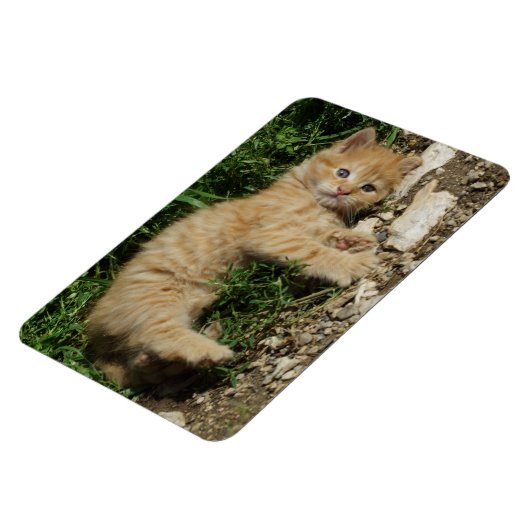 Magnet Flexible Repose Tabby Baby (Côté Gauche)