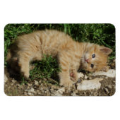 Magnet Flexible Repose Tabby Baby (Horizontal)