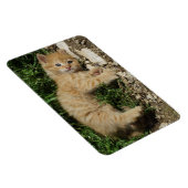 Magnet Flexible Repose Tabby Baby (Côté Droit)