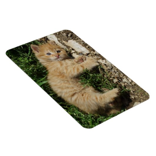 Magnet Flexible Repose Tabby Baby (Côté Droit)