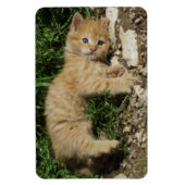 Magnet Flexible Repose Tabby Baby (Vertical)