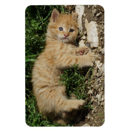 Magnet Flexible Repose Tabby Baby (Vertical)