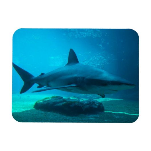 Magnet Flexible Requin de nuit (Carcharhinus Obscurus), Ushaka (Horizontal)