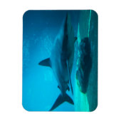 Magnet Flexible Requin de nuit (Carcharhinus Obscurus), Ushaka (Vertical)