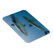 Magnet Flexible Requin des récifs des Caraïbes (Côté Droit)