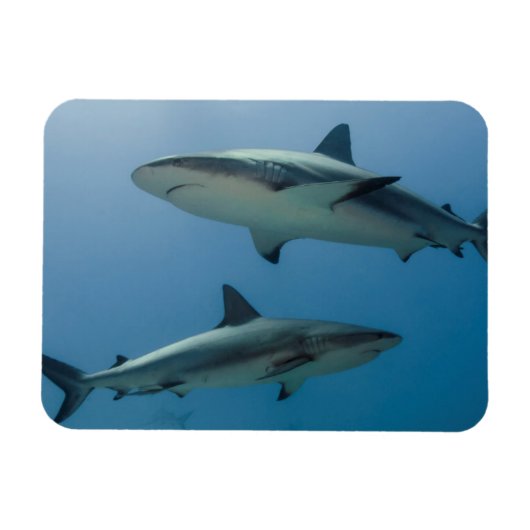 Magnet Flexible Requin des récifs des Caraïbes (Horizontal)