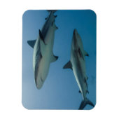 Magnet Flexible Requin des récifs des Caraïbes (Vertical)