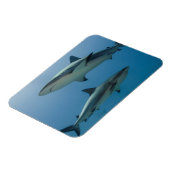 Magnet Flexible Requin des récifs des Caraïbes (Côté Gauche)