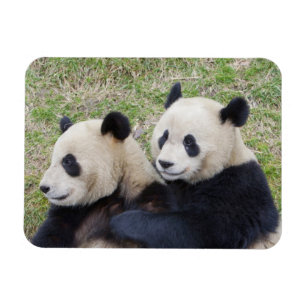 Magnet Flexible Réserve de Wolong, Chine, Panda géant embrassant