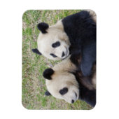 Magnet Flexible Réserve de Wolong, Chine, Panda géant embrassant (Vertical)