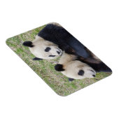 Magnet Flexible Réserve de Wolong, Chine, Panda géant faisant un c (Côté Droit)