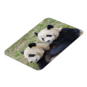 Magnet Flexible Réserve de Wolong, Chine, Panda géant faisant un c (Côté Gauche)