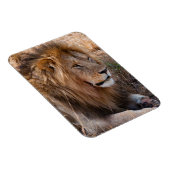 Magnet Flexible Réserve nationale du Lion Massai Mara, Kenya (Côté Droit)