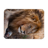 Magnet Flexible Réserve nationale du Lion Massai Mara, Kenya (Horizontal)