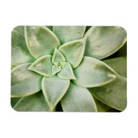 Ressort Succulent