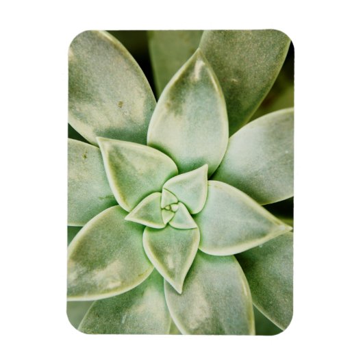 Magnet Flexible Ressort Succulent (Vertical)