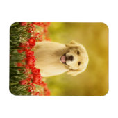 Magnet Flexible Retraite d'or en fleurs rouges (Horizontal)