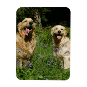 Magnet Flexible Retreivers d'or dans l'herbe