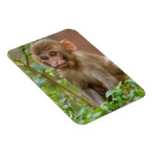 Magnet Flexible Rhesus Monkey Baby, Monkey Temple, Jaipur (Côté Droit)