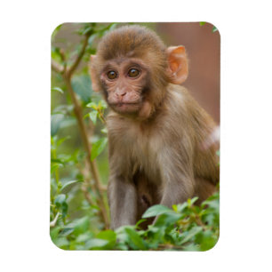 Magnet Flexible Rhesus Monkey Baby, Monkey Temple, Jaipur
